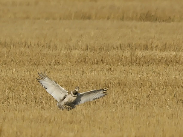 Pikkutrappi, Little Bustard, Tetrax tetrax